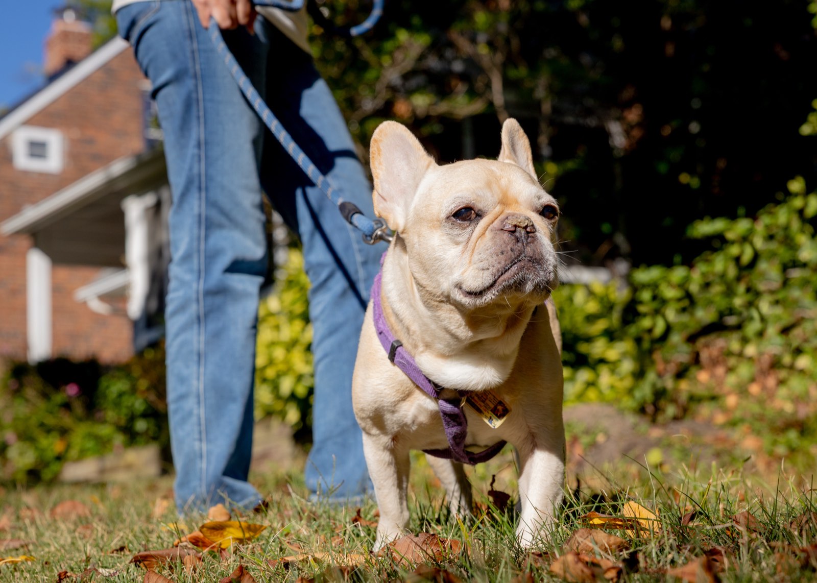 A French Bulldog on a walk in a Bethesda neighborhood